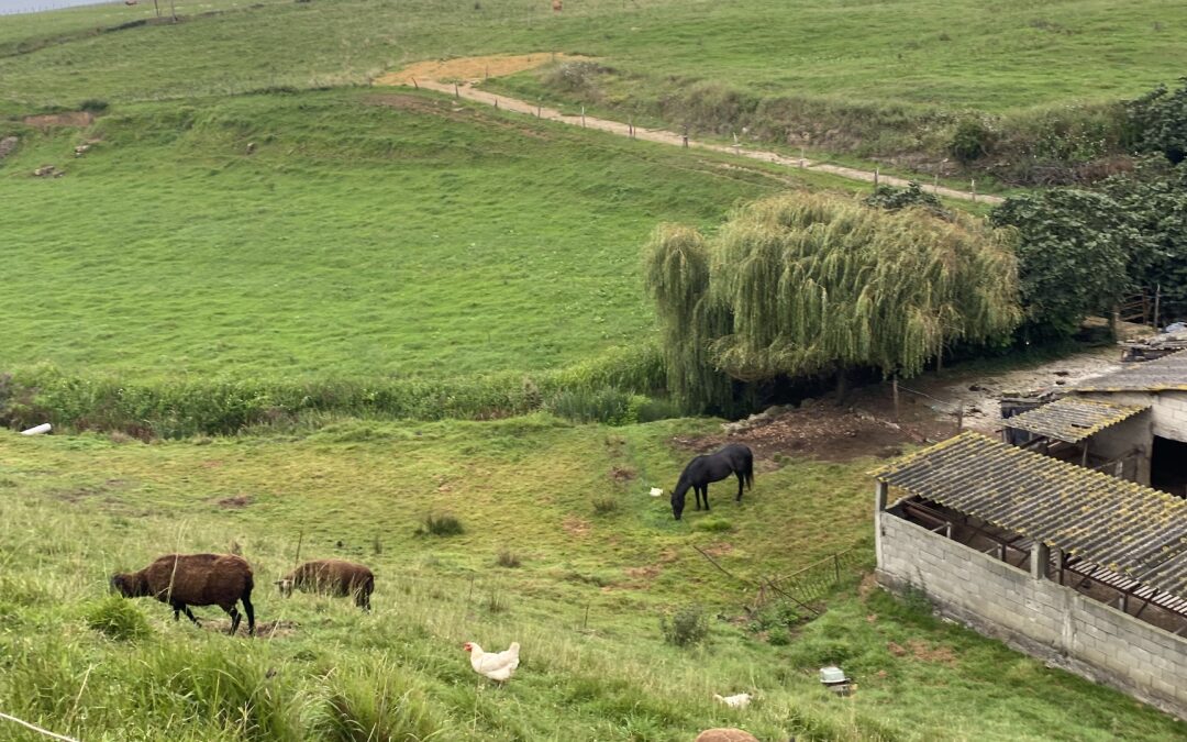 VERDE QUE TE QUIERO VERDE